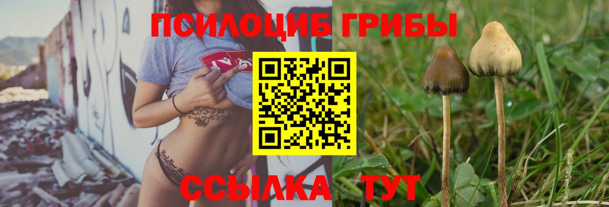 Псилоцибиновые грибы мицелий Тара